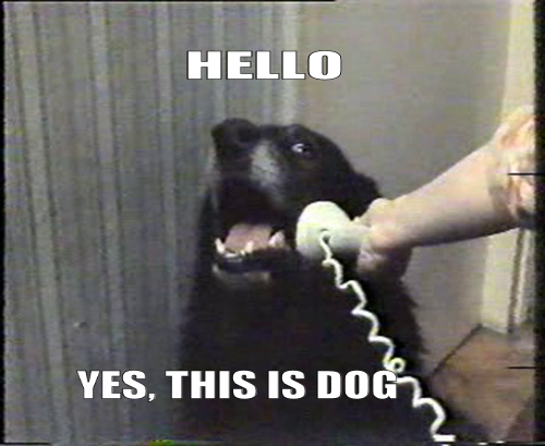 hello-yes-this-is-dog.png